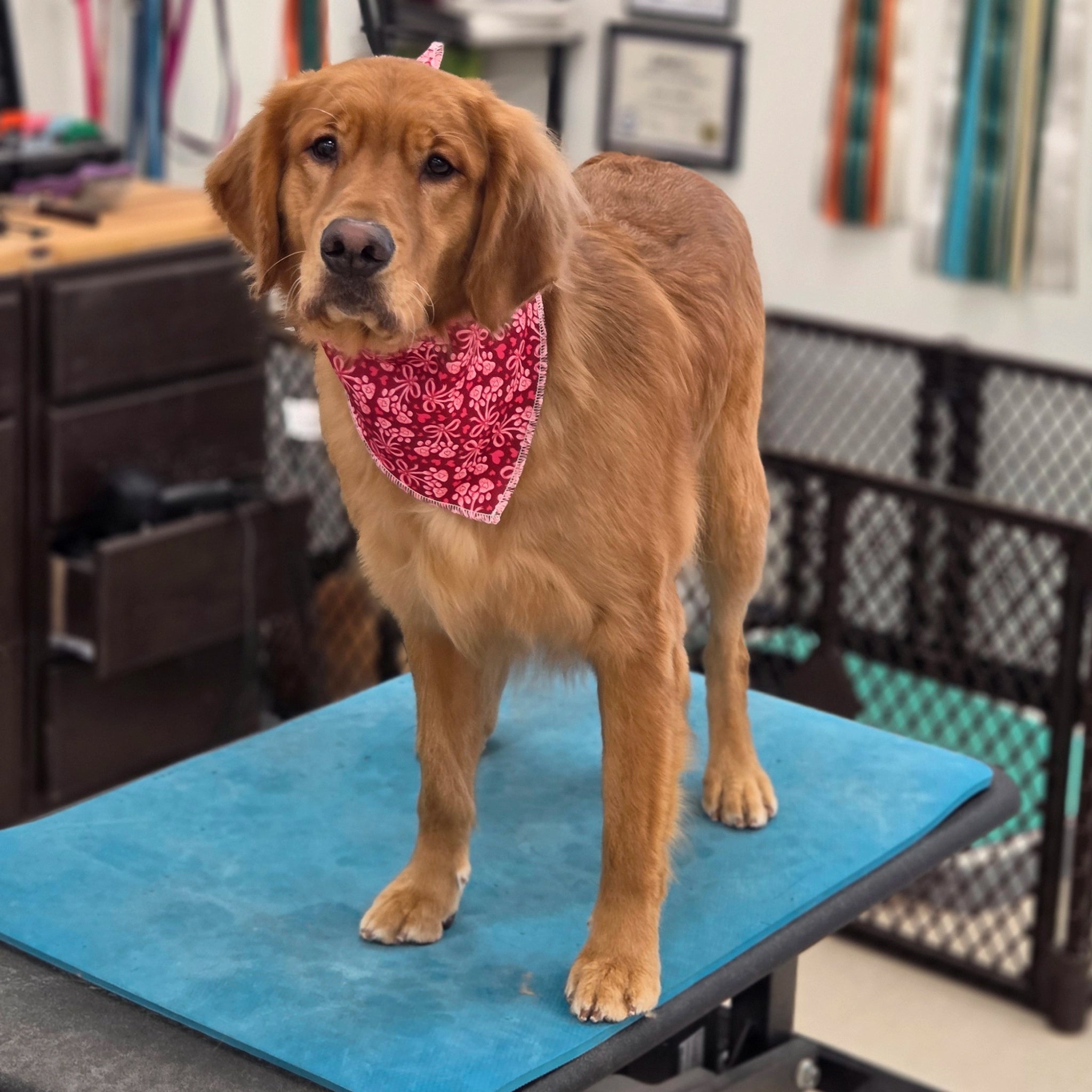 Dog wearing a pink bandana on a grooming table in a salon setting