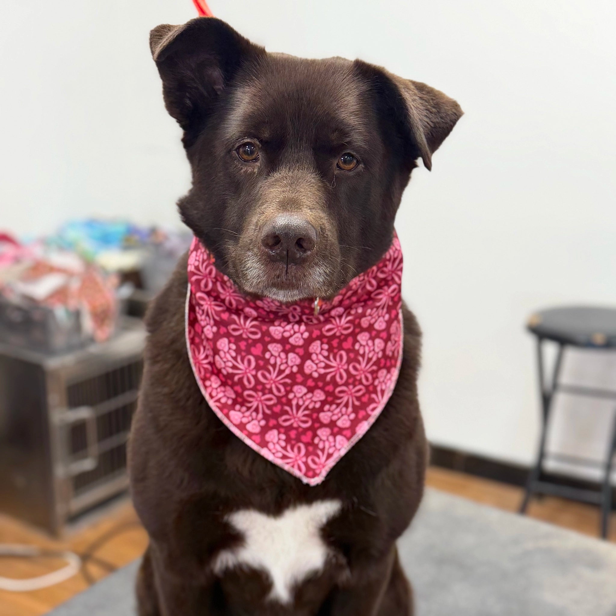 Dog wearing a pink bandana with a pattern indoors.