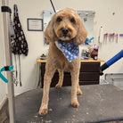 Dog wearing a blue bandana standing on a grooming table in a salon.