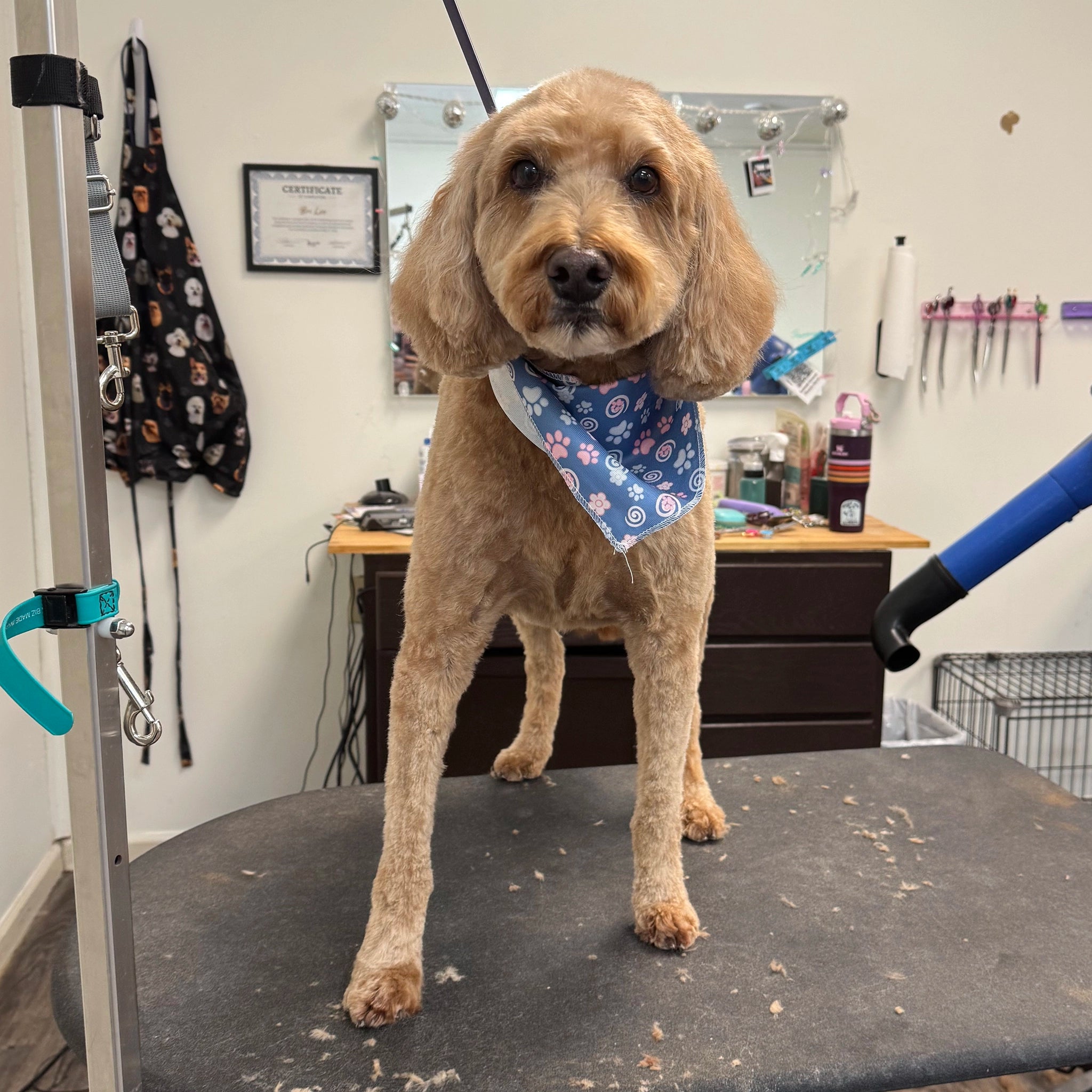 Dog wearing a blue bandana standing on a grooming table in a salon.