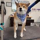 Dog wearing a bandana on a grooming table in a pet care setting