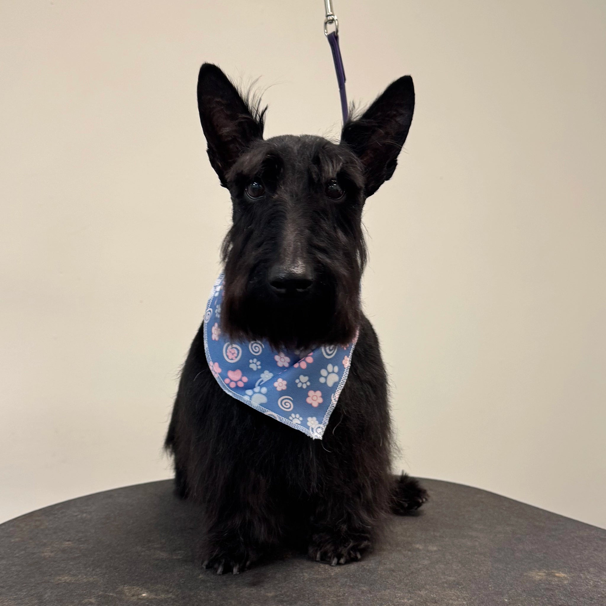 Black dog wearing a blue bandana with floral patterns on a neutral background