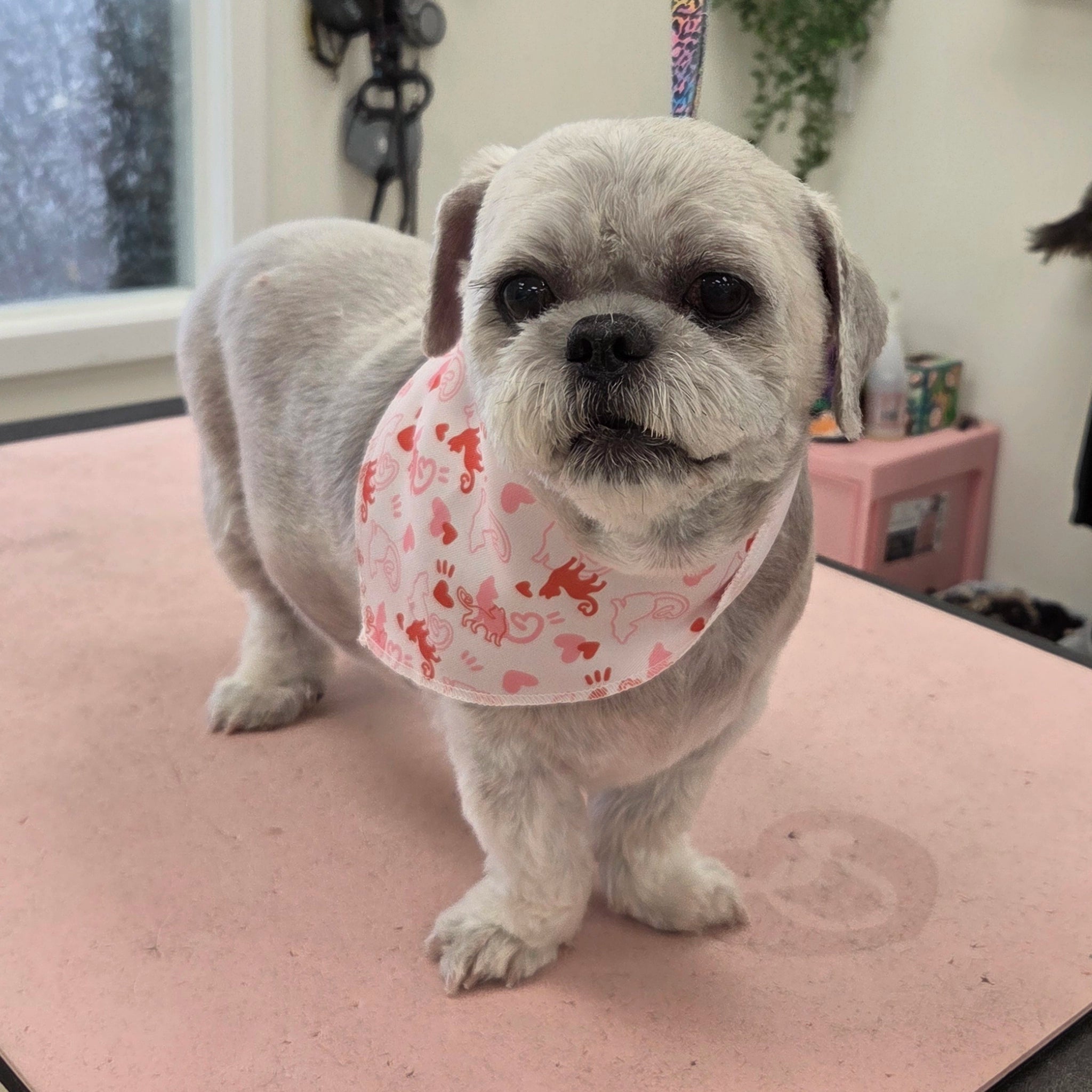 Small dog wearing a pink bandana with heart patterns on a grooming table.