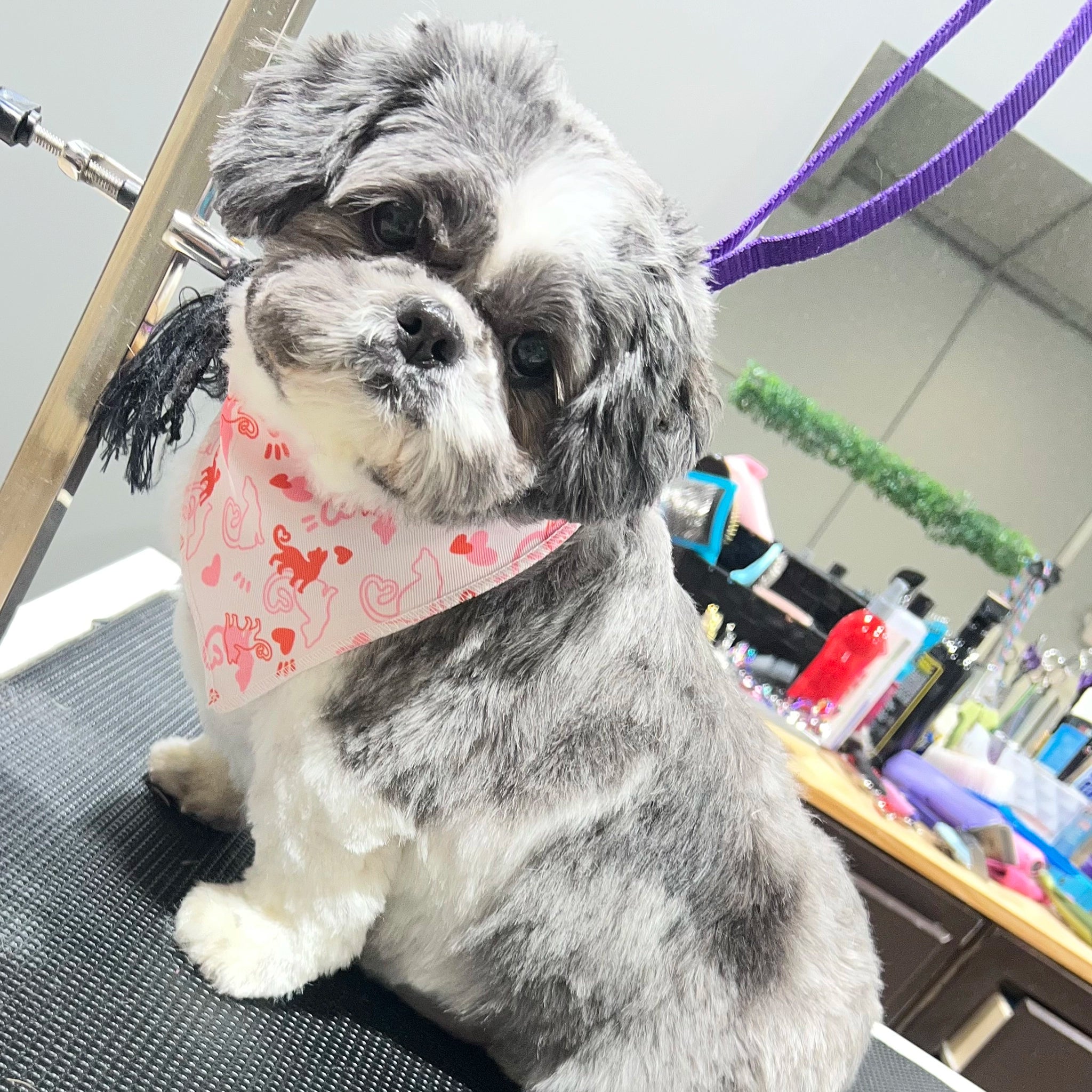 small dog wearing pink bandana 