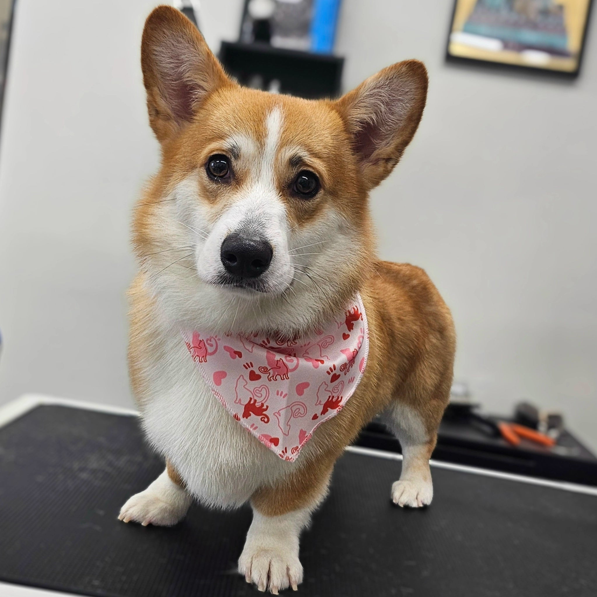 Corgi wearing a valentine bandana