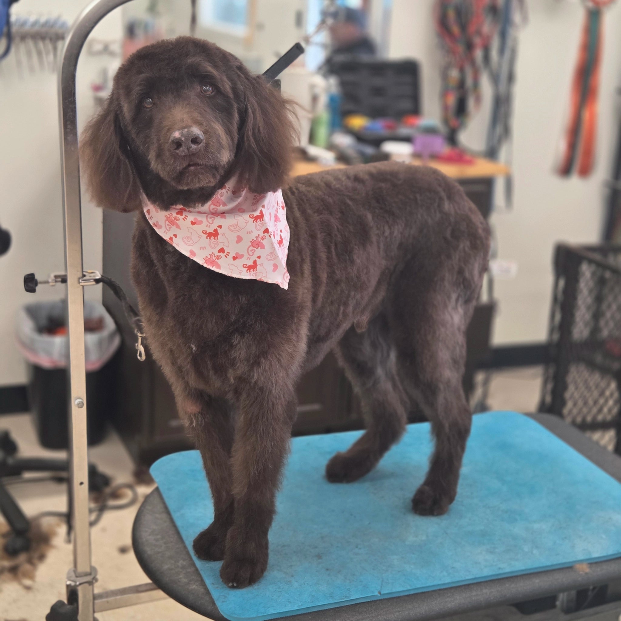 Dog standing on a grooming table with a bandana in a grooming salon.