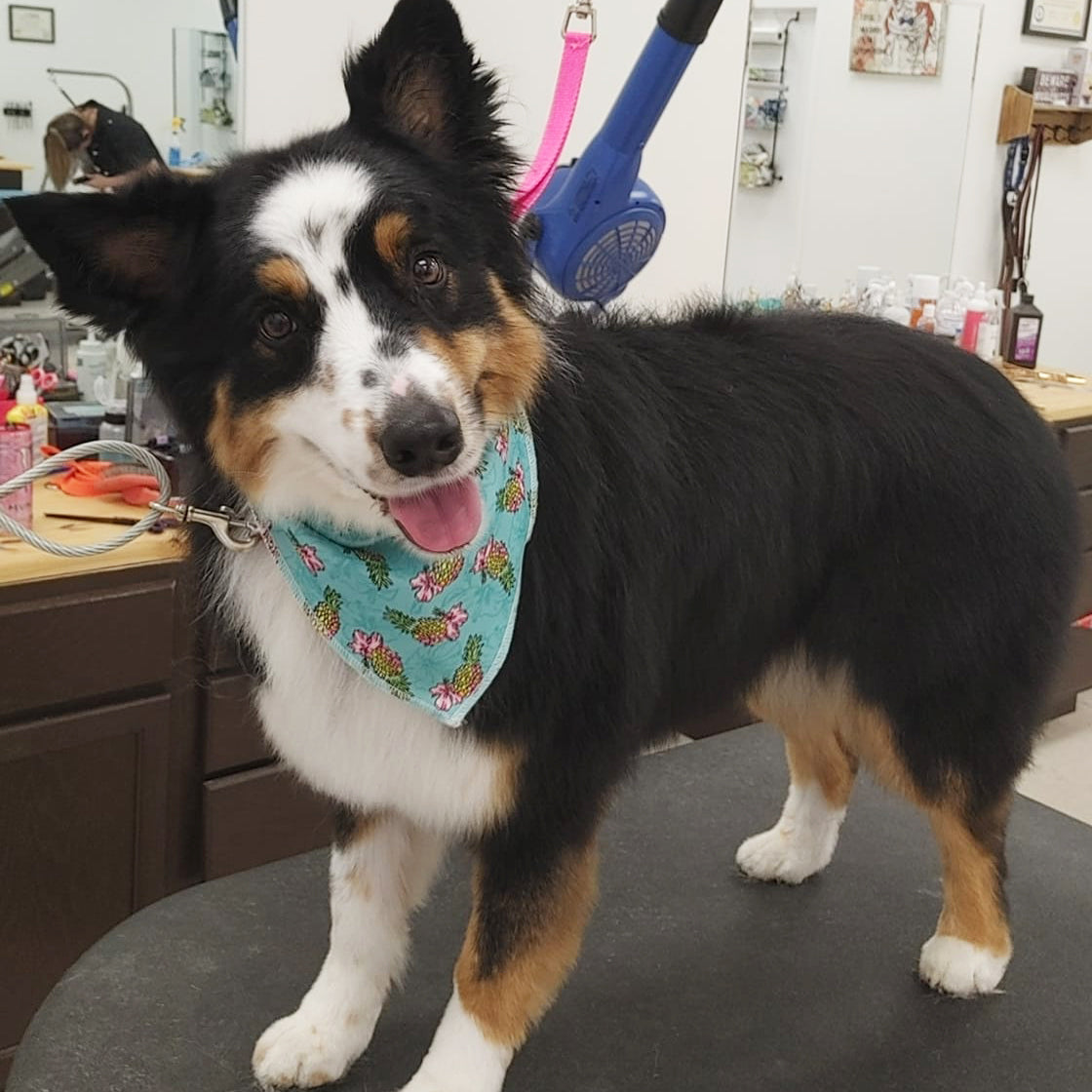 tropical dog bandana