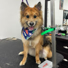 dog wearing bandana