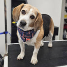 Beagle dog wearing a patterned bandana on a grooming table
