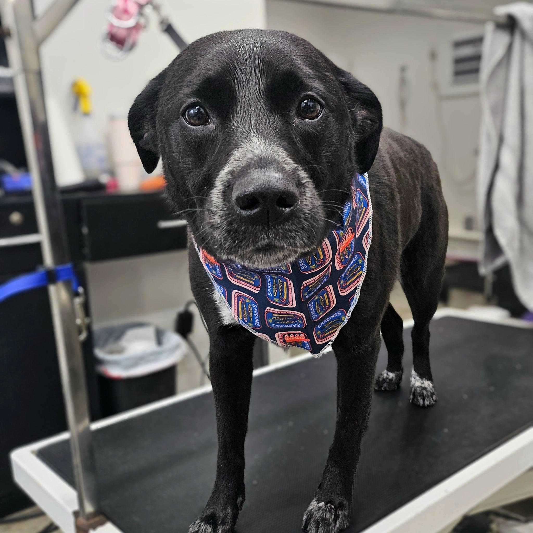 Black dog wearing a colorful bandana on a grooming table 