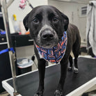 Black dog wearing a colorful bandana on a grooming table 