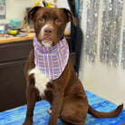 Dog wearing a plaid bandana sitting on a table with a sparkly curtain in the background