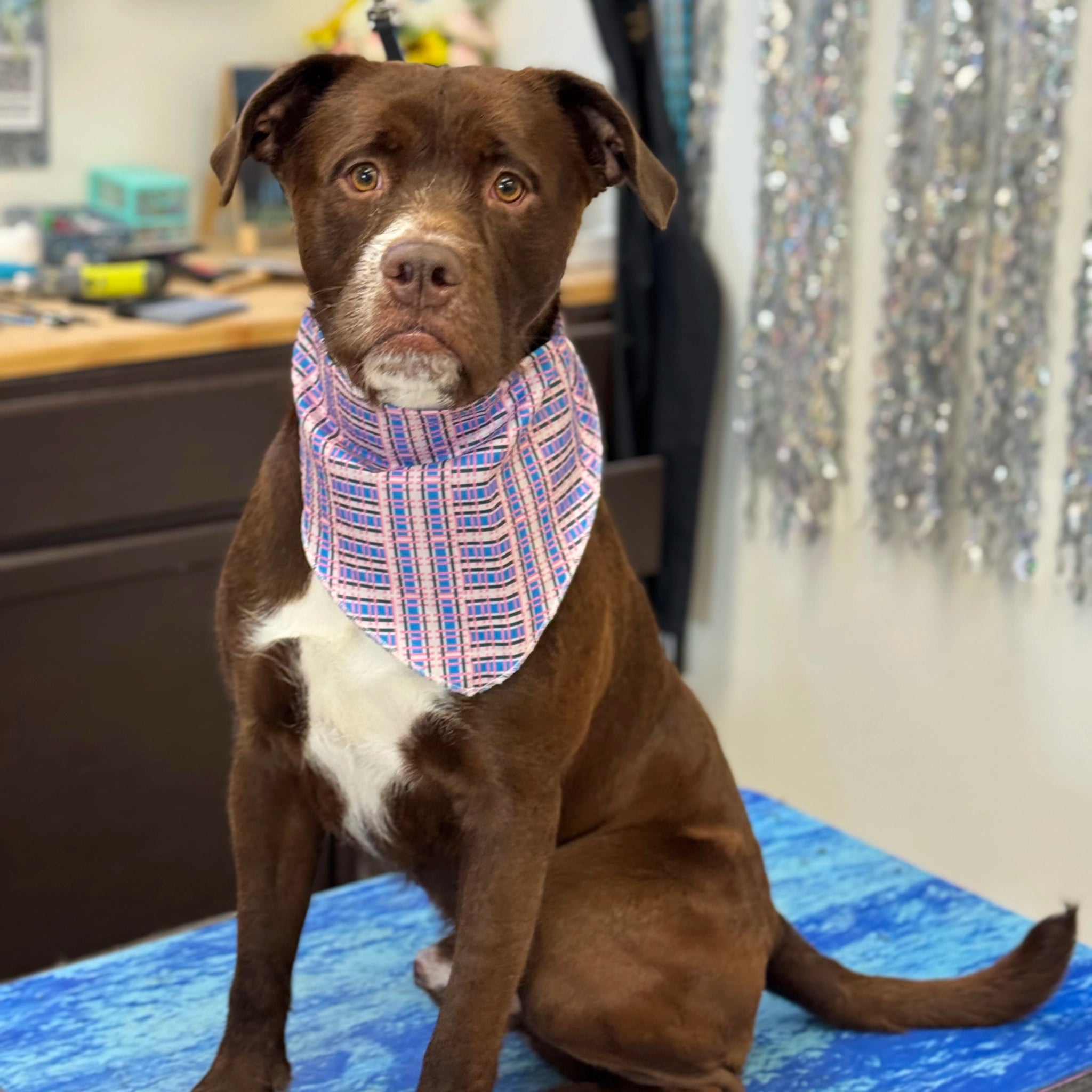 Dog wearing a plaid bandana sitting on a table with a sparkly curtain in the background