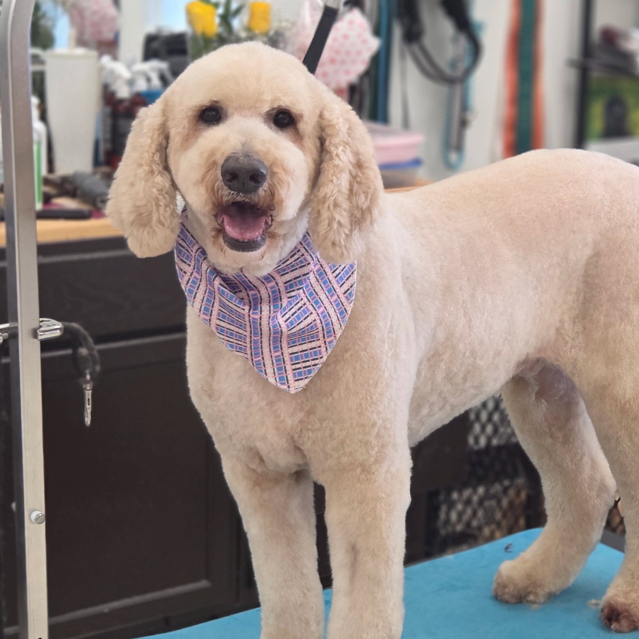 Dog with a bandana on a grooming table in a salon setting